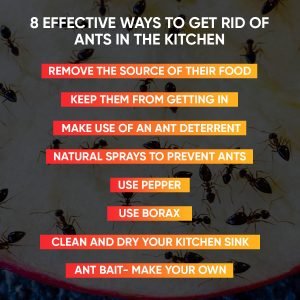 How to Get Rid of Ants in the Kitchen fast-Best Mama Kitchen