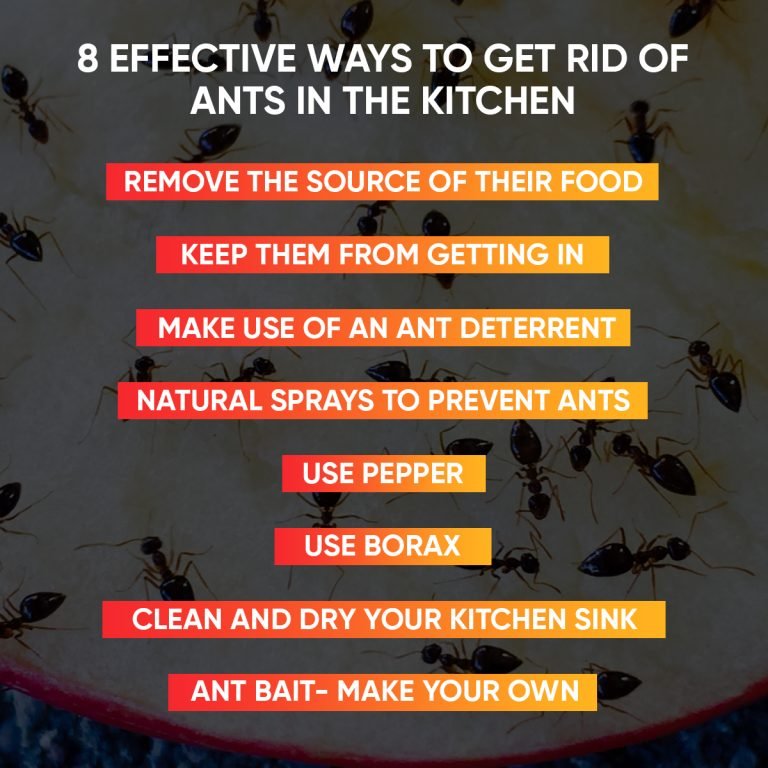 How To Get Rid Of Ants In The Kitchen Fast Best Mama Kitchen   Kitchen Ants Info 768x768 